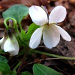 Viola odorata ‘Miracle Bride White’ Viola odorata ‘Miracle Bride White’