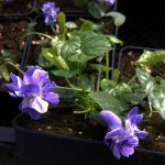 Viola odorata 'Duchesse De Parme' Viola odorata 'Duchesse De Parme'