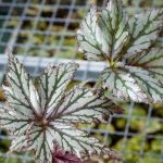 Begonia x hybrida 'Benitochiba' Begonia x hybrida 'Benitochiba'
