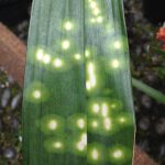 Aspidistra elatior 'Chromatographic' Aspidistra elatior 'Chromatographic'