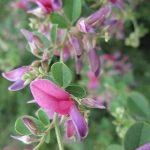 Lespedeza thunbergii Lespedeza thunbergii