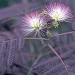 Albizia julibrissin 'Summer Chocolate' Albizia julibrissin 'Summer Chocolate'