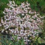 Sambucus nigra 'Black Lace' Sambucus nigra 'Black Lace'