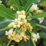 Pittosporum heterophyllum Pittosporum heterophyllum