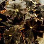 Begonia 'Black Taffeta' Begonia 'Black Taffeta'