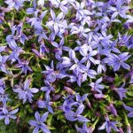 Pratia pedunculata 'County Park' Pratia pedunculata 'County Park'