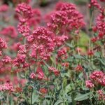 Centranthus ruber Centranthus ruber