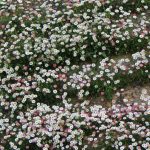 Erigeron karvinskianus Erigeron karvinskianus