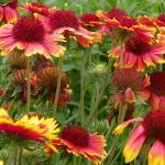 Gaillardia grandiflora Gaillardia grandiflora