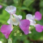 Impatiens balfourii Impatiens balfourii