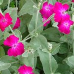 Lychnis coronaria Lychnis coronaria
