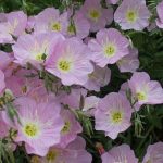 Oenothera speciosa Oenothera speciosa