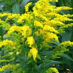 Solidago canadensis Solidago canadensis