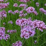 Verbena bonariensis Verbena bonariensis