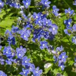 Veronica chamaedrys Veronica chamaedrys