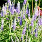 Veronica spicata Veronica spicata