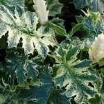 Acanthus 'Whitewater' Acanthus 'Whitewater'