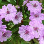Geranium tuberosum Geranium tuberosum