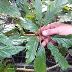 Begonia carolineifolia Begonia carolineifolia