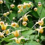 Epimedium 'Amber Queen' Epimedium 'Amber Queen'