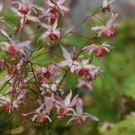 Epimedium 'Pink Elf'