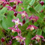 Epimedium x rubrum Epimedium x rubrum