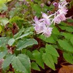 Epimedium × youngianum 'Roseum' Epimedium × youngianum 'Roseum'