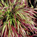 Hakonechloa macra 'Beni Kaze' Hakonechloa macra 'Beni Kaze'