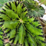 Begonia 'Chantilly Lace' Begonia 'Chantilly Lace'