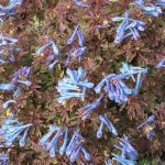 Corydalis flexuosa 'Purple Leaf'