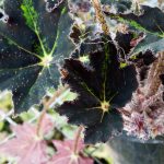 Begonia 'Cleopatra' Begonia 'Cleopatra'