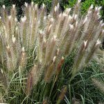 Pennisetum alopecuroides 'Magic' Pennisetum alopecuroides 'Magic'
