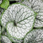 Brunnera macrophylla 'Silver Heart' Brunnera macrophylla 'Silver Heart'