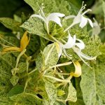 Lonicera japonica 'Mint Crisp' Lonicera japonica 'Mint Crisp'