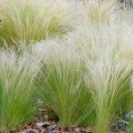 Stipa tenuissima Stipa tenuissima