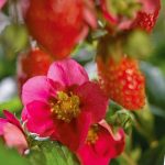 Fragaria x ananassa 'Lipstick'