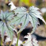 Begonia 'Connie Boswell' Begonia 'Connie Boswell'