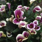 Calla Zantedeschia 'Picasso'