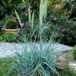 Elymus magellanicus Elymus magellanicus