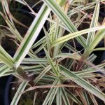 Carex phyllocephala ‘Spark Plug’ Carex phyllocephala ‘Spark Plug’