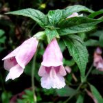Chelonopsis moschata