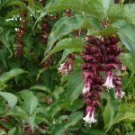 Leycesteria formosa