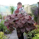 Heuchera villosa 'XXL' Heuchera villosa 'XXL'