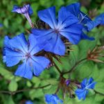 Ceratostigma willmottianum