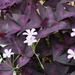 Oxalis triangularis Oxalis triangularis