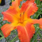 Hemerocallis 'Primal Scream' Hemerocallis 'Primal Scream'
