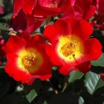 Rosa 'Cocktail' Rosa 'Cocktail'