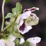 Helleborus 'White Spotted' Helleborus 'White Spotted'
