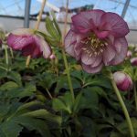 Helleborus 'Double Magic Picotee' Helleborus 'Double Magic Picotee'