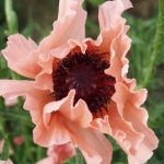 Papaver orientale 'Princess Victoria Louise' 'Princess Victoria Louise'